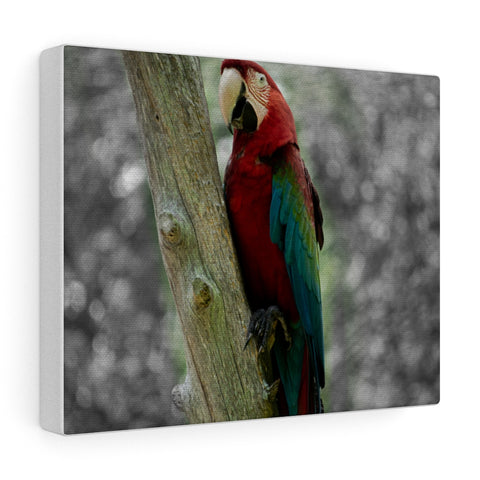 Green Wing Macaw Canvas