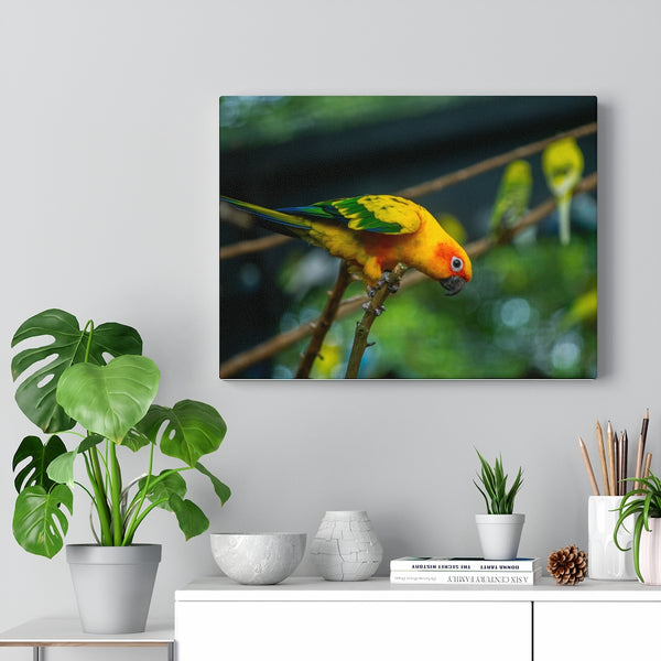 Sun Parakeet Canvas