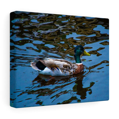 Duck Canvas (Wrapped)