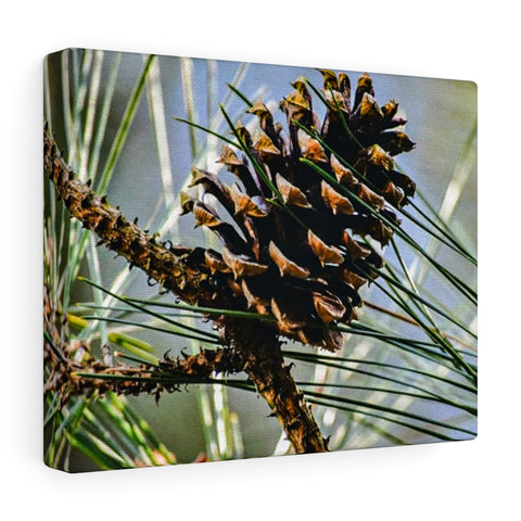 Pine cone Canvas (Wrapped)