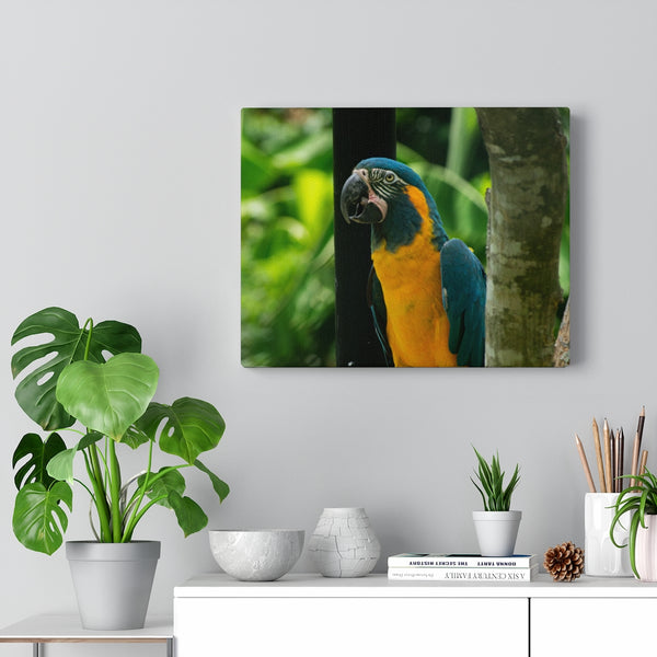 Blue & Yellow Macaw Canvas (Wrapped)