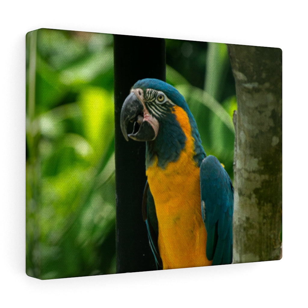 Blue & Yellow Macaw Canvas (Wrapped)