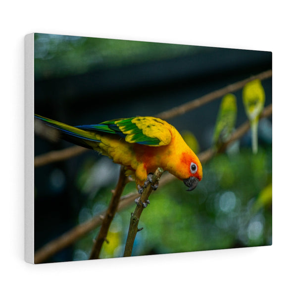 Sun Parakeet Canvas