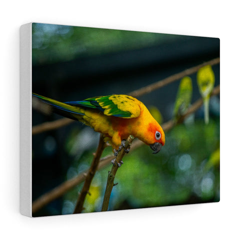 Sun Parakeet Canvas