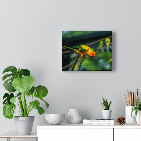 Sun Parakeet Canvas