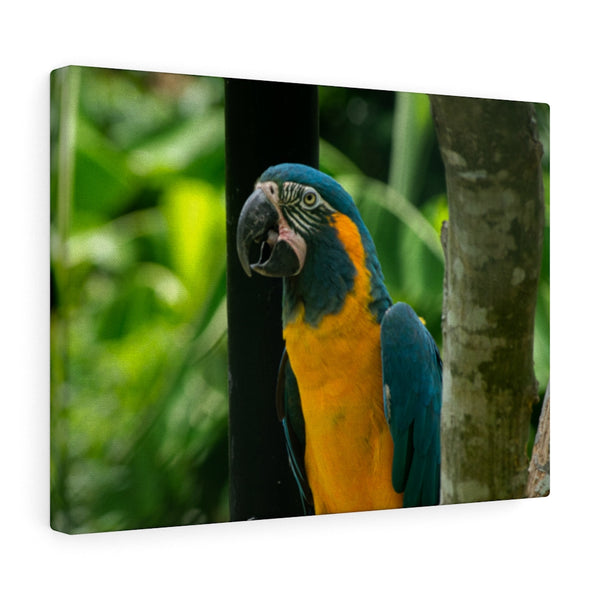 Blue & Yellow Macaw Canvas (Wrapped)