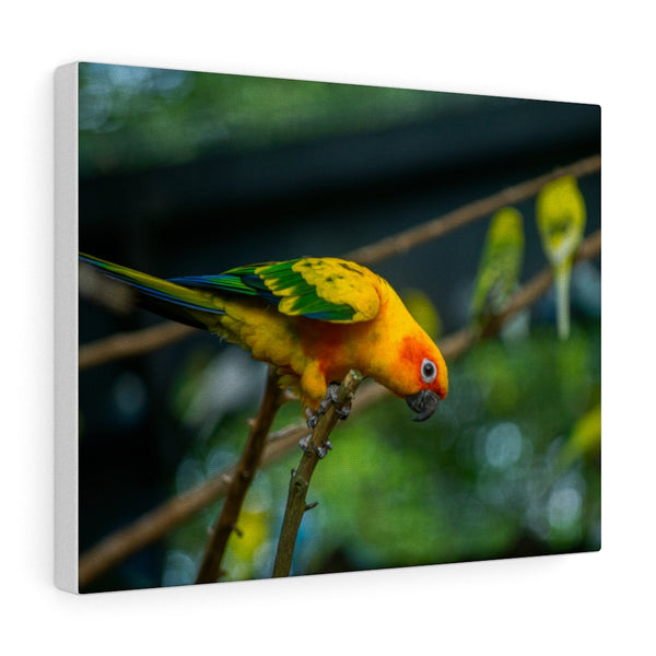 Sun Parakeet Canvas