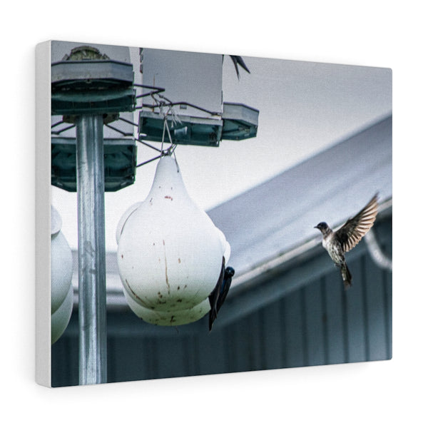 Bird Feeder Canvas