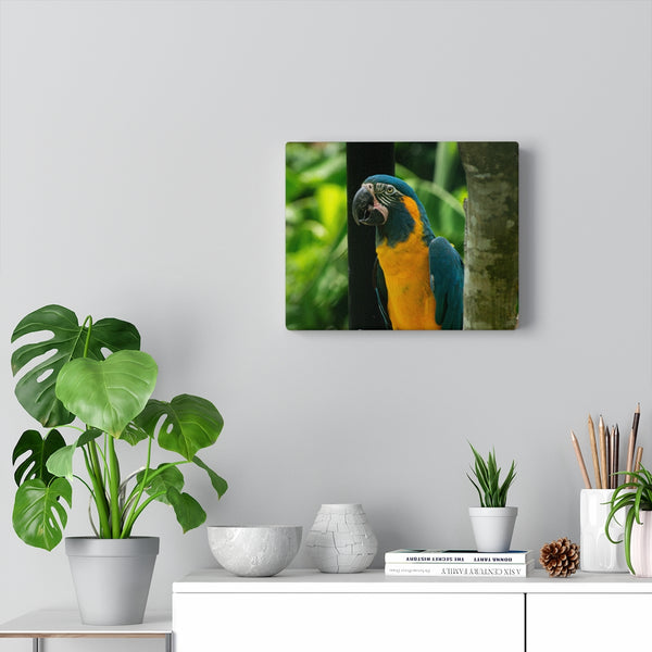 Blue & Yellow Macaw Canvas (Wrapped)