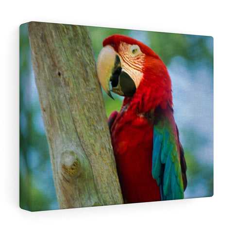 Green Wing Macaw Canvas (Wrapped)