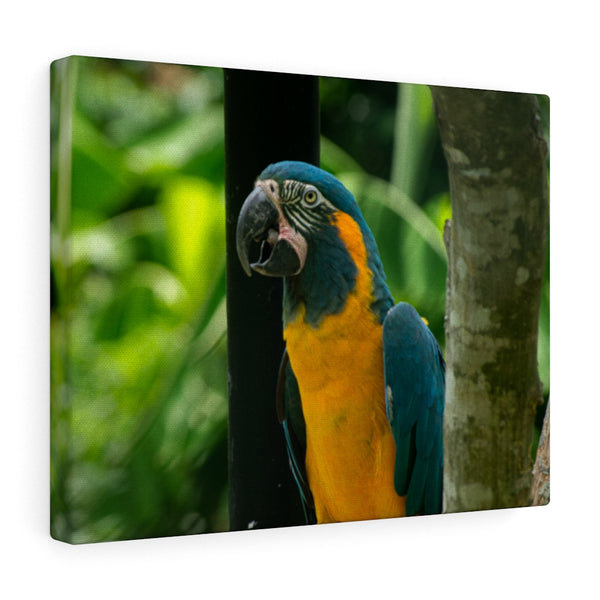 Blue & Yellow Macaw Canvas (Wrapped)